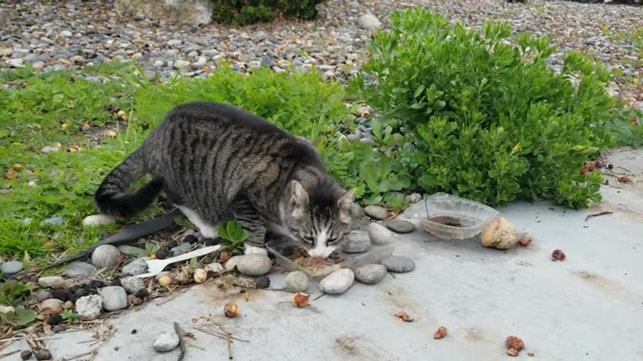 20240217 143221 Buddha Eating Windy