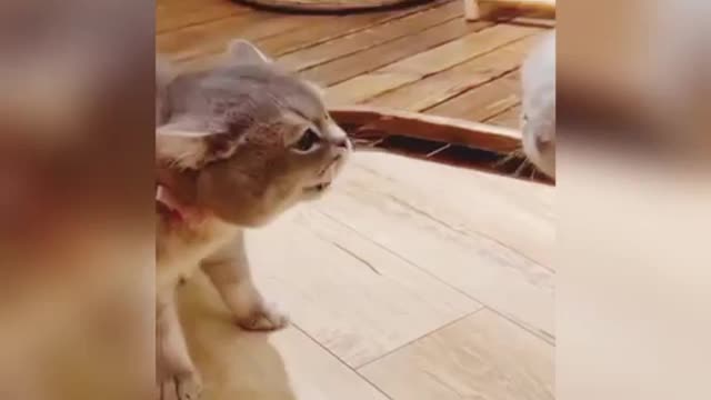 Cute cats shouting