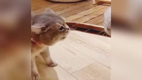 Cute cats shouting