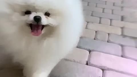 Cute puppy Walk #viral #shorts #fyp #youtube