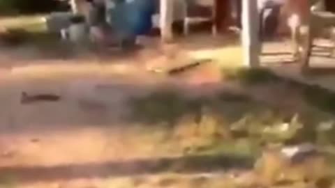 Dog comedy😀😀😀