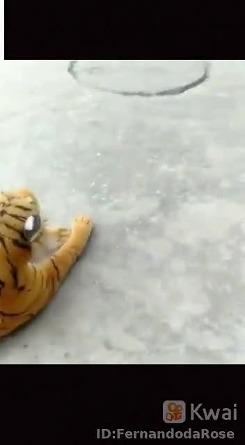 dog scares himself when he sees tiger