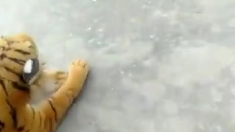 dog scares himself when he sees tiger