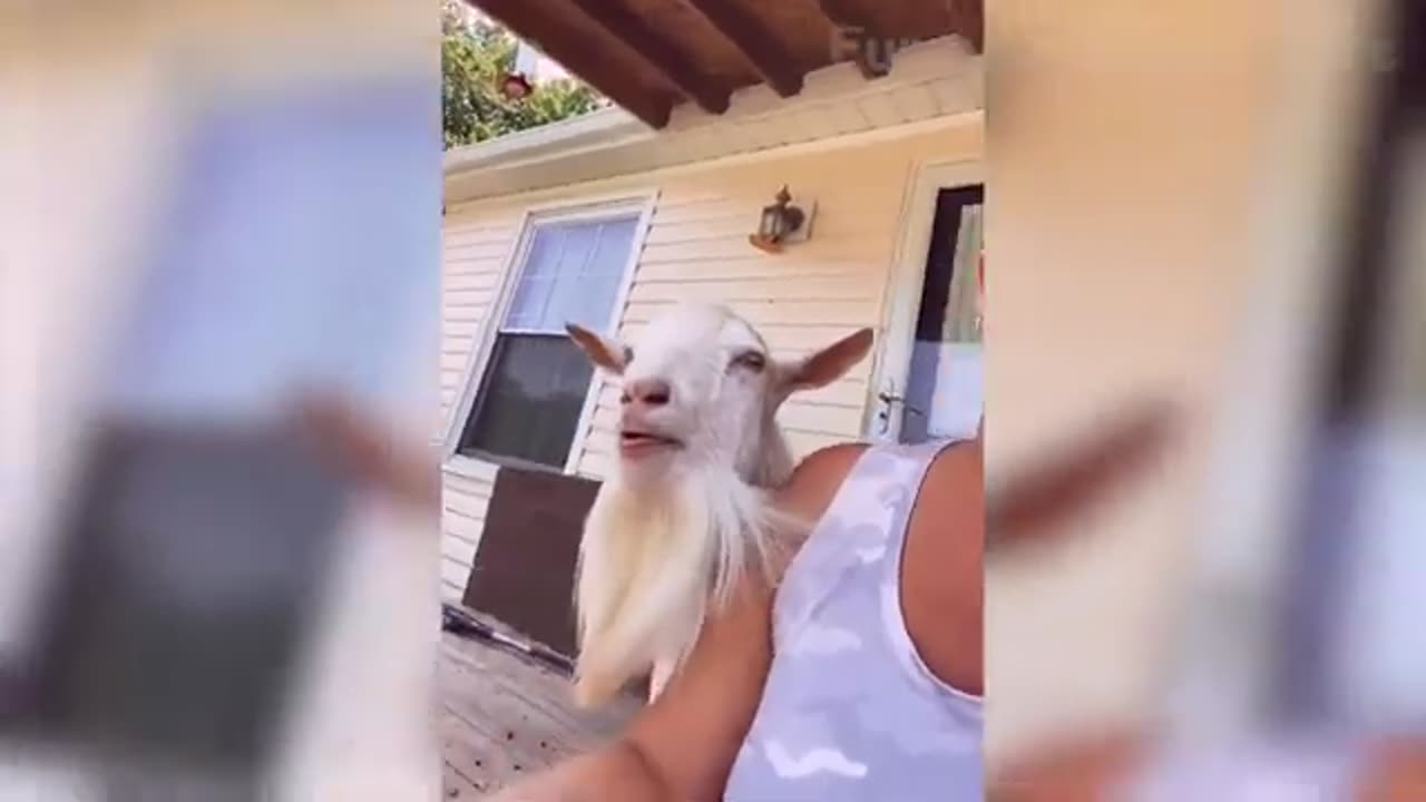 Funny Animal Videos 2023🤣Funniest Cats And Dogs Videos #6