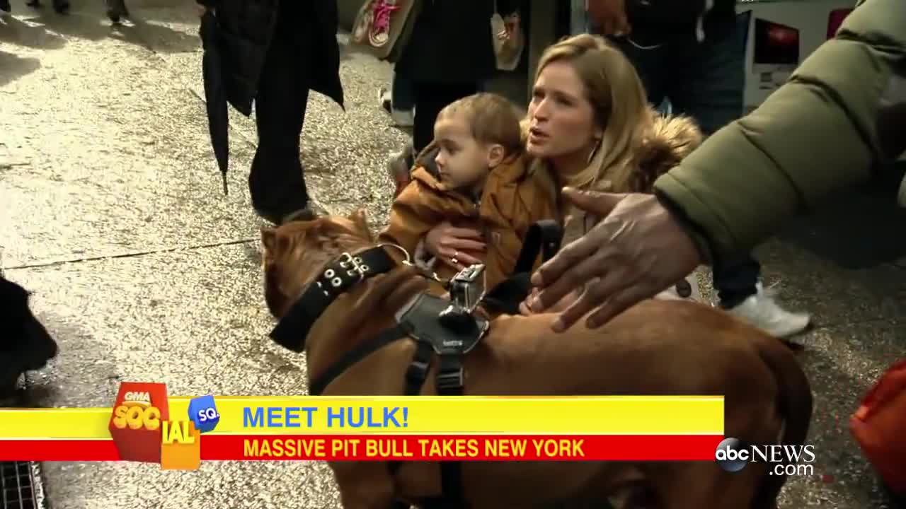 Pit Bull Called Hulk, 175-Pound Dog Walks NYC Good Morning America ABC News