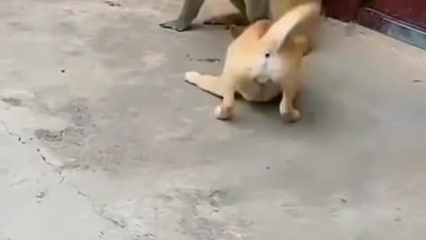 Dog and monkey funny video