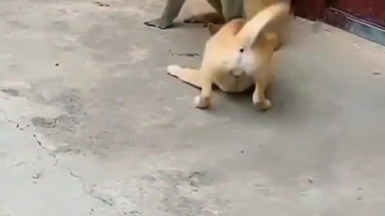 Dog and monkey funny video