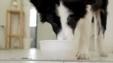 The dog drinks water in the morning