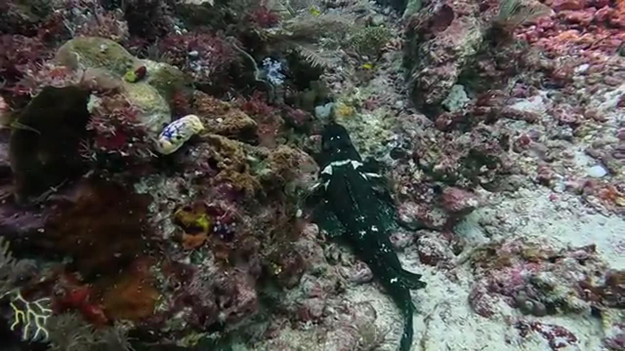 Scuba diving