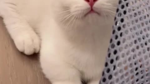 cutest cat 😏🙄🙄