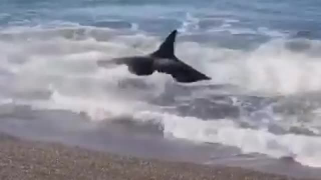 giant whale fishing on the beach