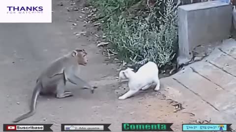 Monkey video