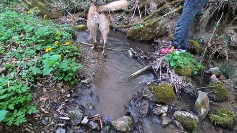 Forest Adventure For A Dog And Its Owner