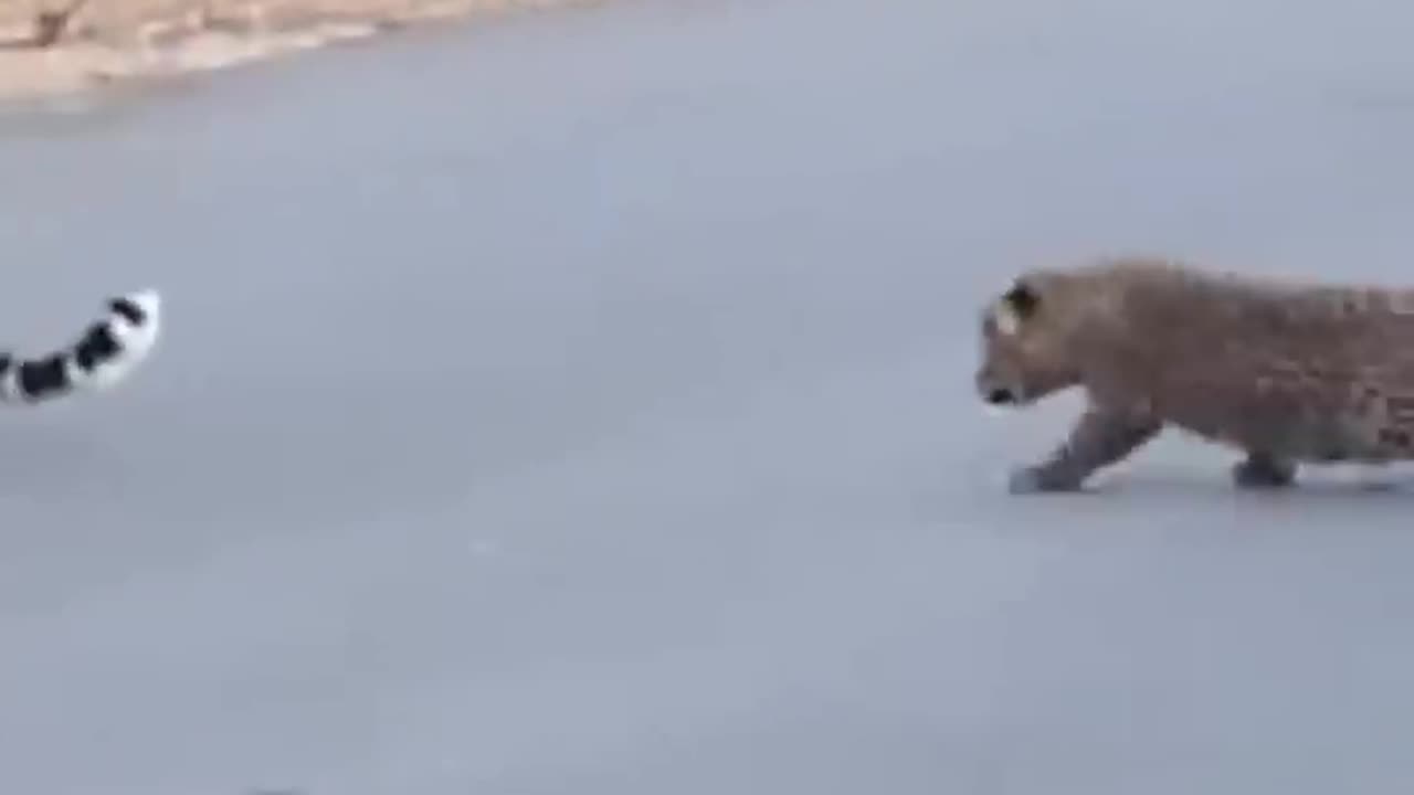 Leopard teaches cubs how to cross the road 😍 0:29