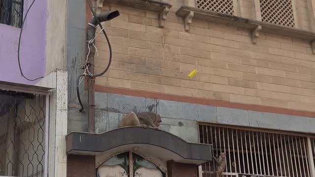 Beware of monkeys in Vrindavan, How to take back a snatched purse, glasses, bags from monkeys