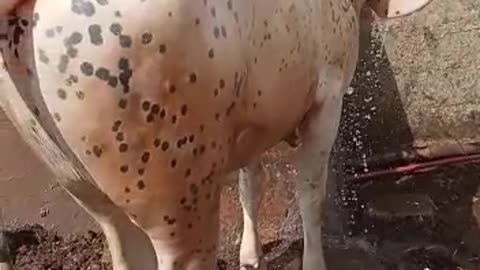 White Sultan || سفید سلطان || #cattlesfarming