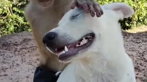 Dog video funny dog animals cats funny, united states