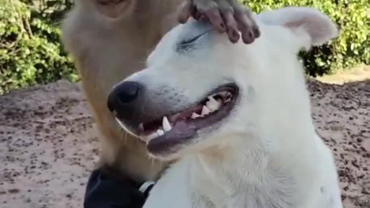 Dog video funny dog animals cats funny, united states