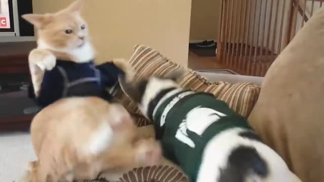 Cat Falls Down While Fighting With Dog | Funny Video