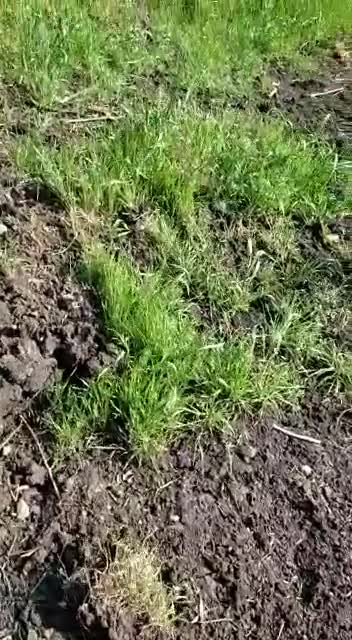 Ukrainian loses in Kharkov region