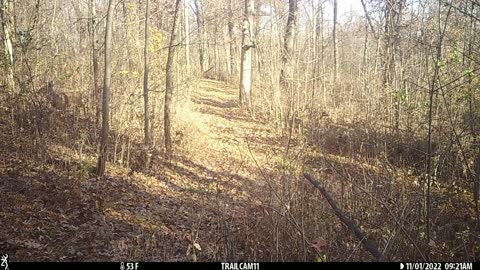 Buck rubbing tree