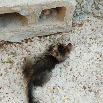 two little kittens playing on the streets - how cute