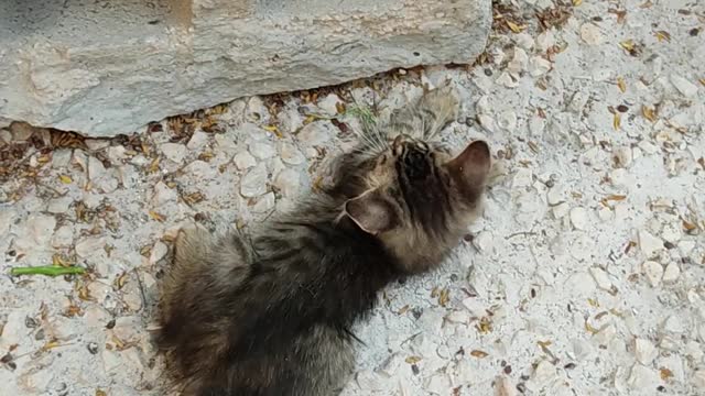 two little kittens playing on the streets - how cute