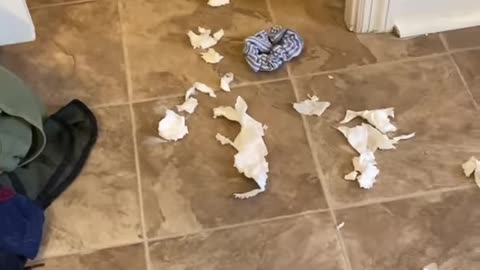 Try not to laugh the dog is blaming another dog for a mess