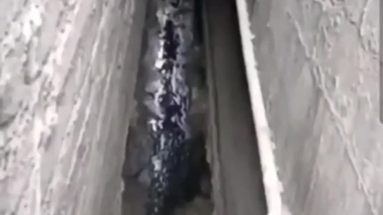 Cat with obsessive compulsive disorder
