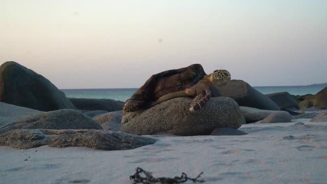 Sea Turtle illusion by the Arctic Ocean