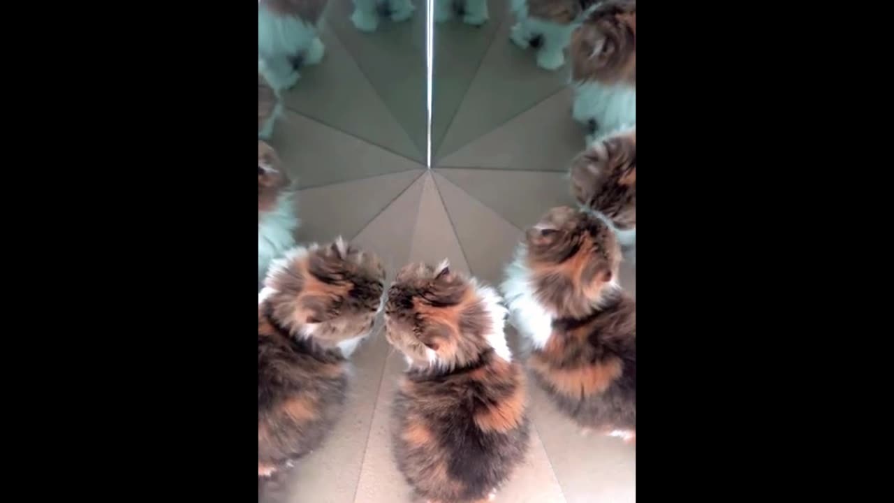 Mirrors CAT Prank - Adorable Cats Satisfied