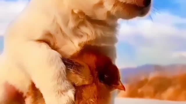 Sweet love puppy with birds