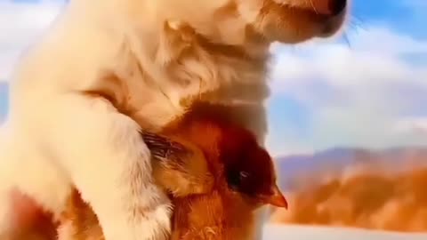 Sweet love puppy with birds