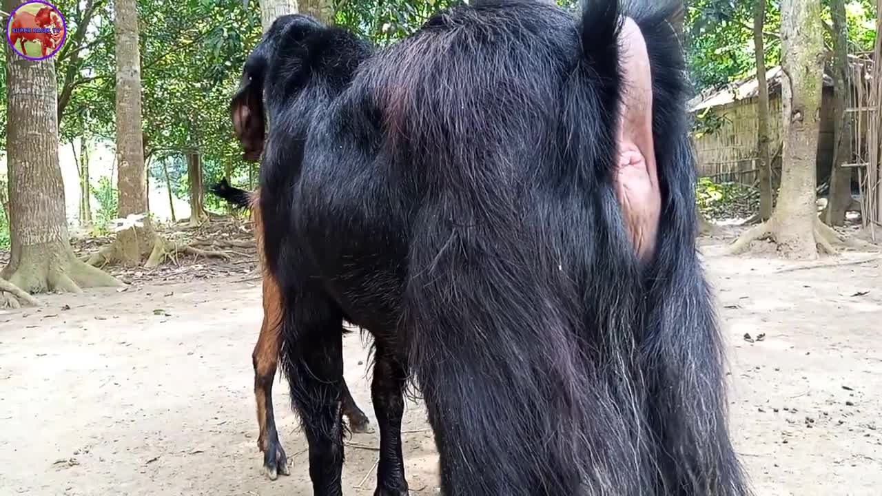 Lots of two goats they do very eautiful surprising shoots which we enjoy September 28, 2022