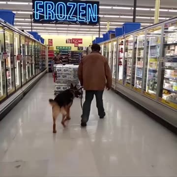 Service dog at Marc's!