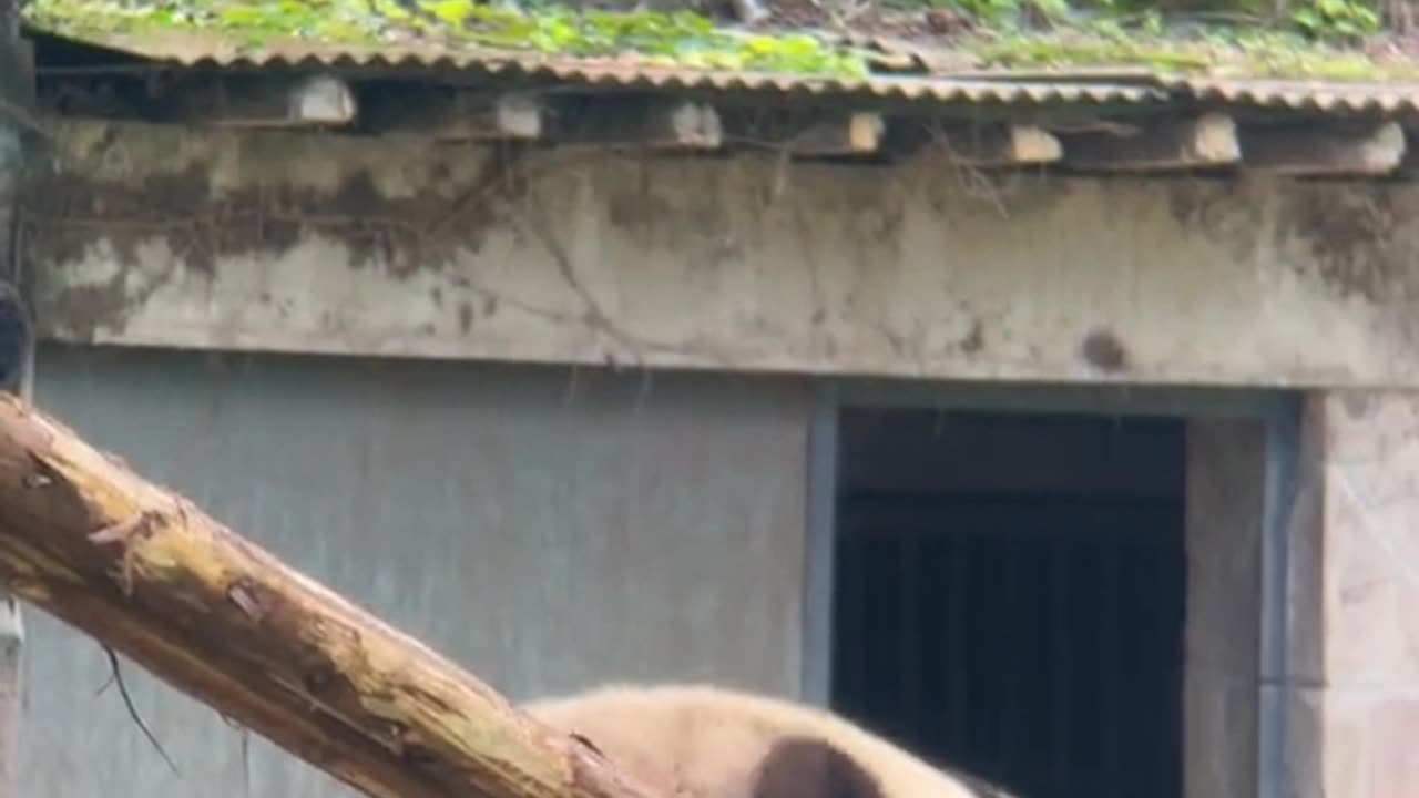 Panda kya kar raha hai