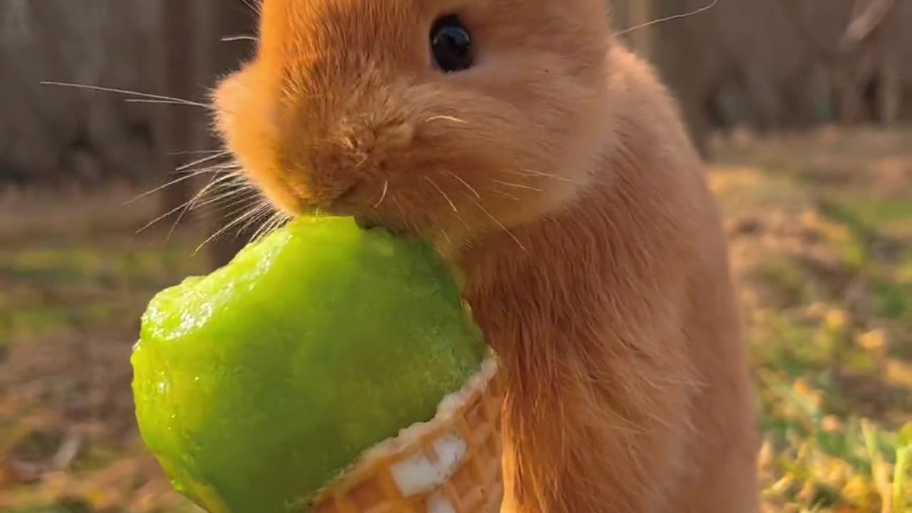 The little bunny's fruit ice cream.