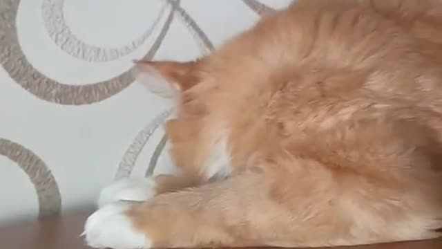 Cattitude: A Video Collection of the Funniest Feline Moments