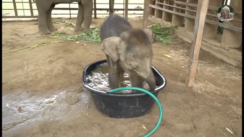 Most Funny and Cute Baby Elephant Videos Compilation