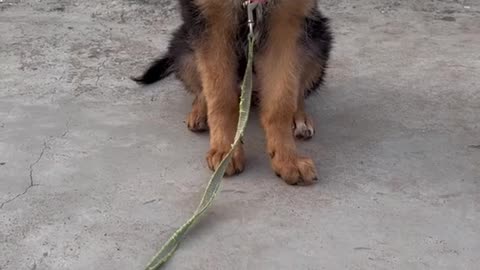 Dog training