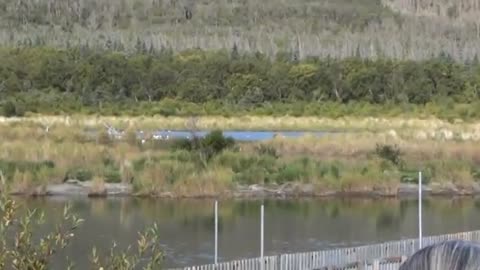 Brown Bear viewing at Brooks Falls Alaska USA (Part 3)