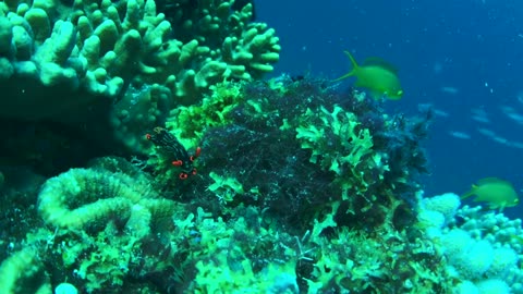NO SOUND - Coral reef and nudibranch