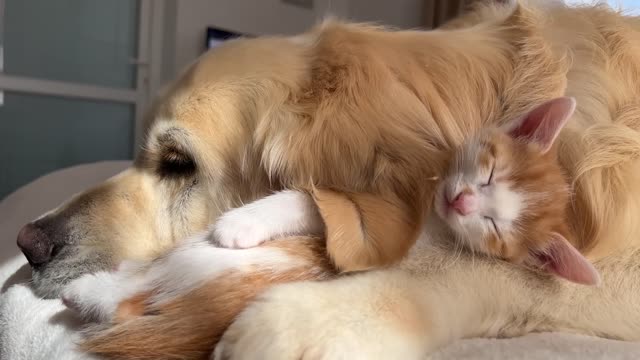 Tiny Kitten Uses a Golden Retriever as a Pillow to Sleep on