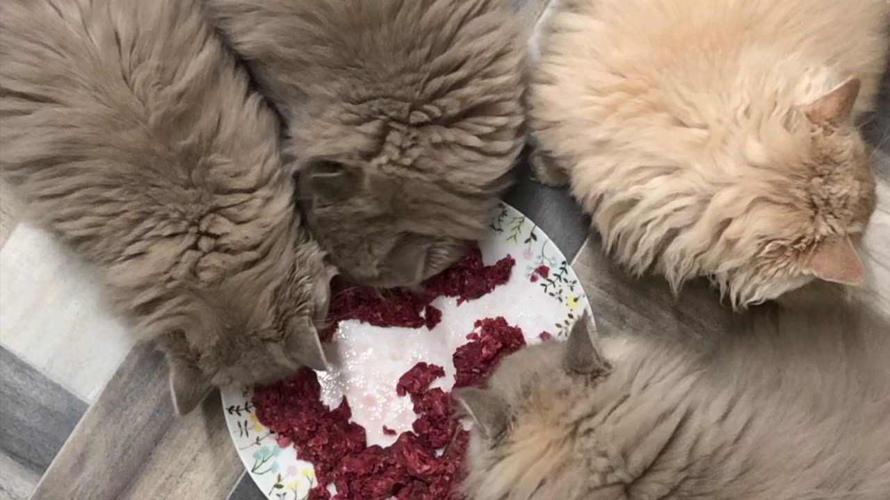 Cats feeding time