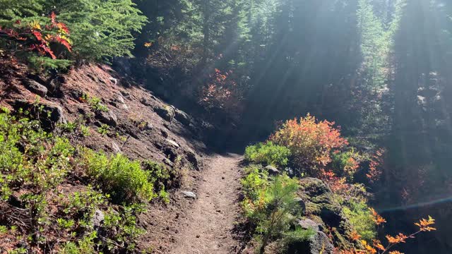 Oregon – Mount Hood – Meandering through the Alpine Forest – 4K