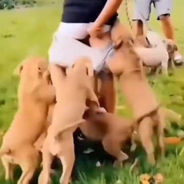 Funny_Animals_2023_😂_-_Funniest_Cats_and_Dogs_video_🐱_🐶_#shorts(720p)