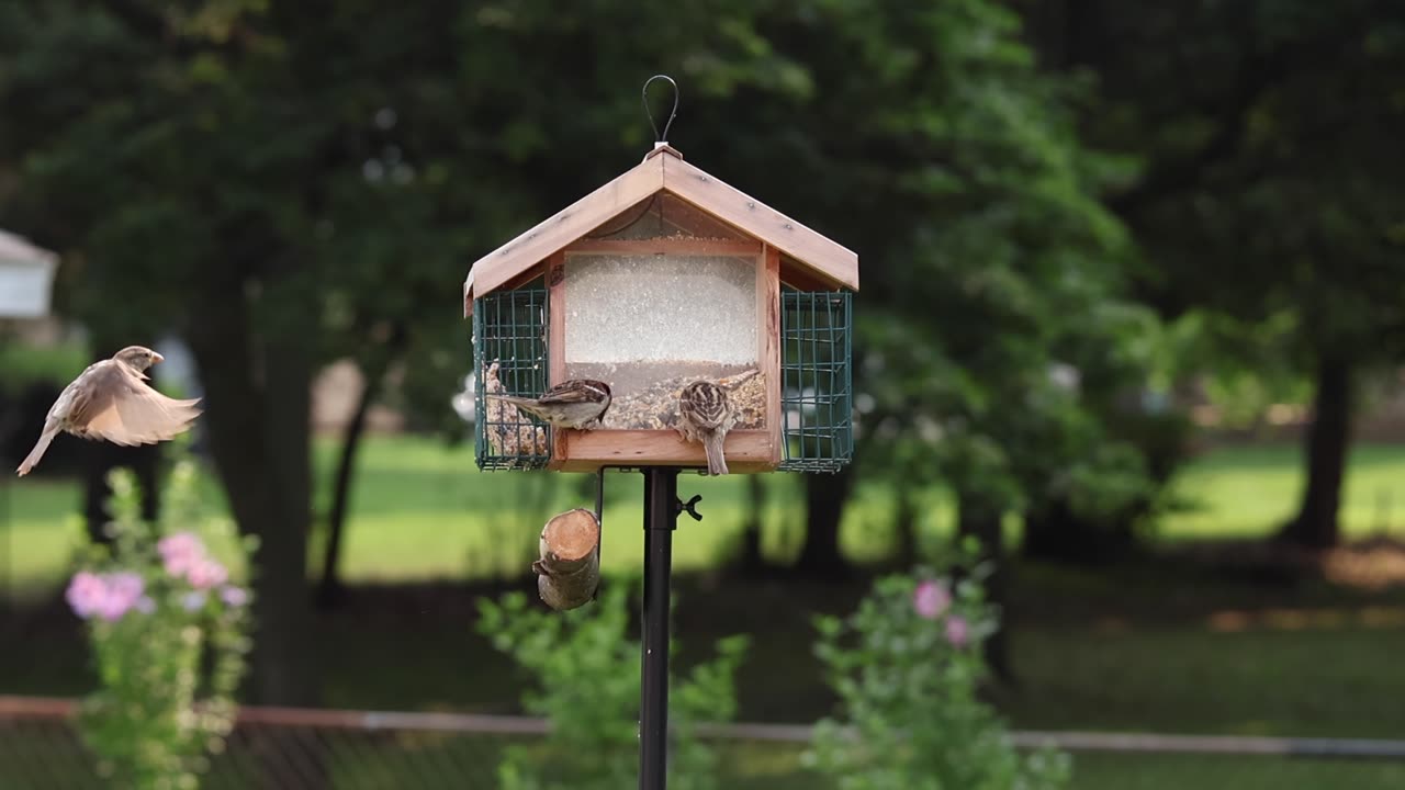 Slo Mo Sparrow