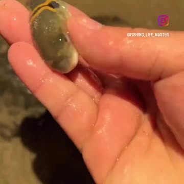 The defense mechanism of a pufferfish in action