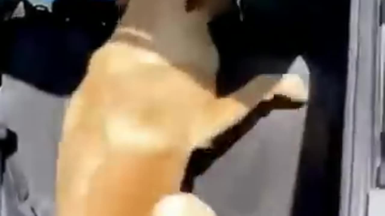 Funny animal videos