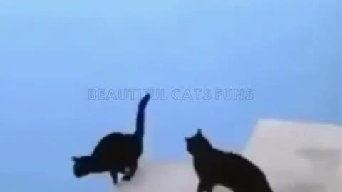 Cute_cat_work_#cat_#42_#shorts(1080p